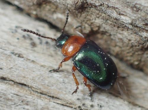 Réf. 227 687 : Gastrophysa polygoni